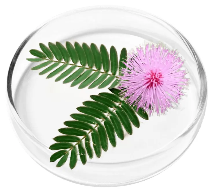Mimosa Herb botanical extract ingredient for FemiPro